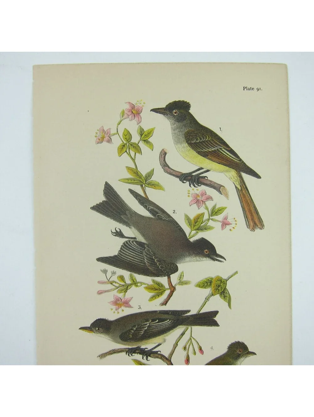 Bird Lithograph Print Crested Flycatcher Phoebe Wood Pewee Acadian Antique 1890